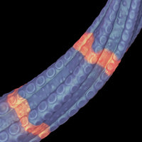 monsterdildostore.com